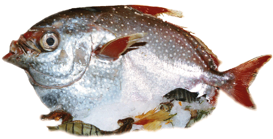 Moonfish